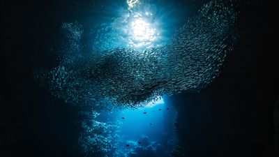 'It's a ticking time bomb': Acid levels in Earth's oceans have already breached 'danger zone', study suggests