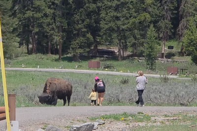 ‘Touron’ sparks outrage after walking toddler up to wild bison inside Yellowstone National Park: ‘I was shocked’