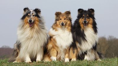 Collies may not be as popular today but their affectionate, loving nature suggests they should be