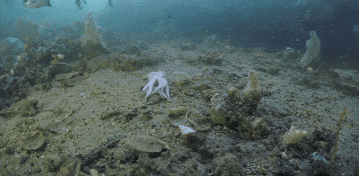 ‘Like an underwater bushfire’: SA’s marine algal bloom is still killing almost everything in its path