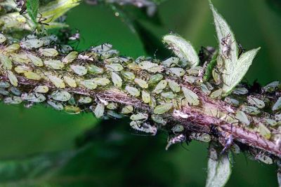 Why there are so many aphids this year, and what to do about them