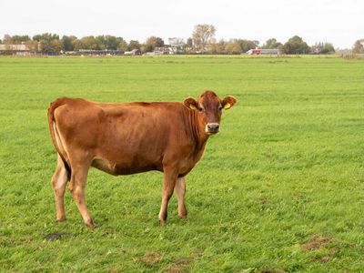 Will Cattle Prices Correct Lower?