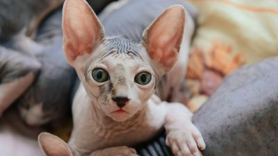 9 unusual cats with striking looks