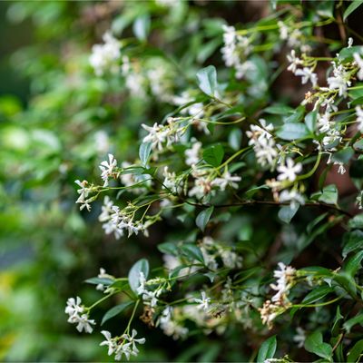 Why isn't my jasmine flowering? Experts reveal what you can do to get this sweet-smelling plant to bloom