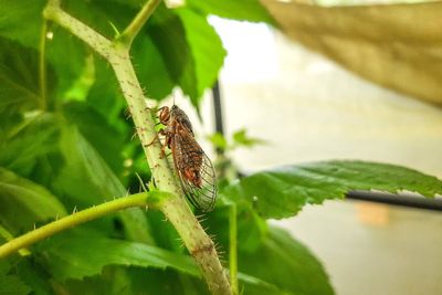 Singing cicadas brought back to UK from France after disappearing in 1990s