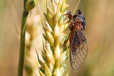 ‘Musical insect’ extinct in the UK for over 30 years to be brought back from France