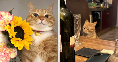 All Orange Cats Share One Communal Brain Cell And These 95 Pics Prove It (New Pics)