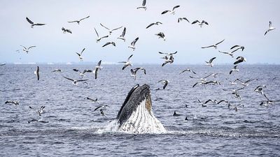 World lagging behind on goal to protect 30% of ocean by 2030: Here’s what’s needed