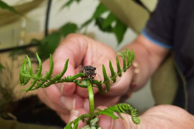 Extinct insects return to UK: ‘Like bringing them back from the dead’