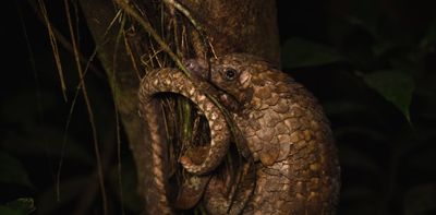 Why anti-trafficking measures alone won’t save Africa’s pangolins