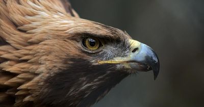 Scottish wind farm plans 'to push out recovering golden eagles', campaigners say