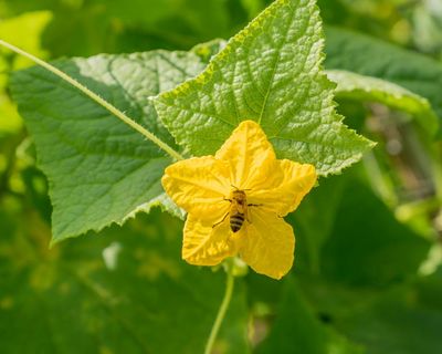 Get to grips with pollination – your garden (and the bees) will thank you for it