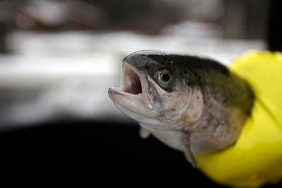 Some fish feel excruciating pain for up to 20 minutes after catch, scientists find