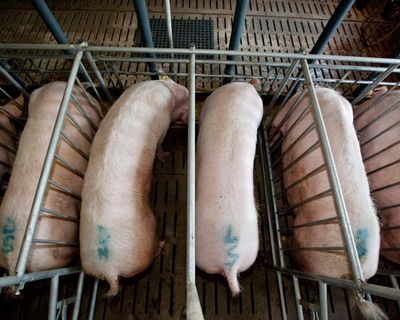 Devon farm footage prompts calls to ban restrictive pens for pregnant pigs