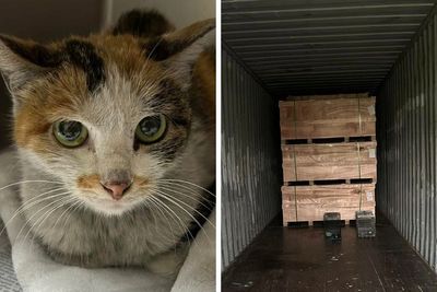 Long-distance stray: Cat stows away in shipping container from China to Minnesota for three-week journey