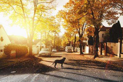 What It Means When a Stranger Asks If This Is Your Lost Dog