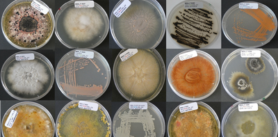 Marine fungi could help feed the world and fight disease