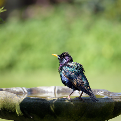 This is one of the best ways to keep your bird bath clean – and it will only cost you a penny