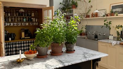 I'm Following This Interior Designer's Method for Growing Supermarket Basil Into Giant Plants — They Look Incredible in Her Kitchen