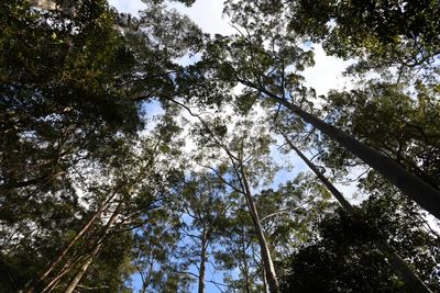 Environmentalists worry as Labor seeks consensus on new federal nature laws