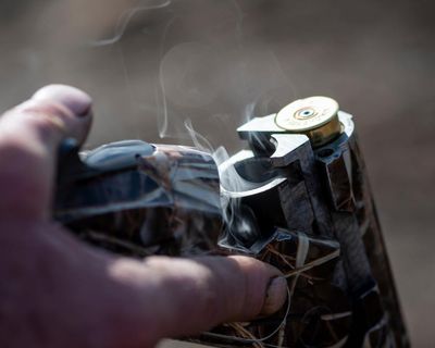 Minns government backs bill promoting hunting in NSW’s state forests and crown land