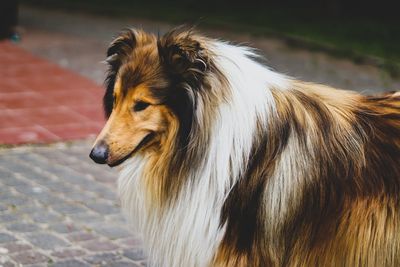 These 5 Dog Breeds Are Gentle Giants That Kids Can’t Stop Hugging