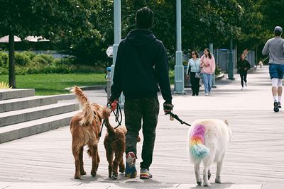 This Side Hustle Can Earn Six Figures: How To Turn Dog Walking Into A Full-Time Biz