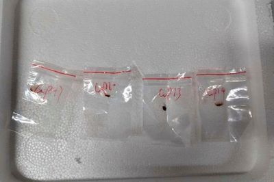 2 Chinese scientists will stay in jail while accused of bringing biological material to US