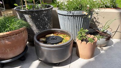 This £10 solar fountain helped me create a quick and easy DIY garden water feature – I love it even if my kids mock it