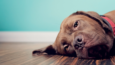 How to spot the signs of grief in pets – and 5 ways to support them