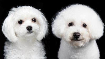 Maltese vs Bichon Frise: What's the difference?