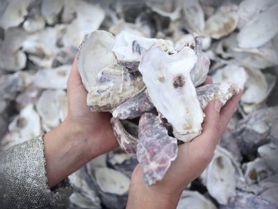 Algae bricks and oyster shell walls: what’s on the horizon for eco-friendly building in Australia?