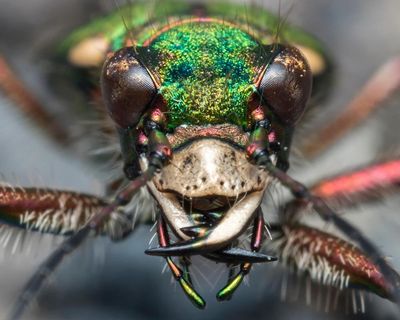 Country diary: A priceless view of a tiger beetle – let’s keep it that way