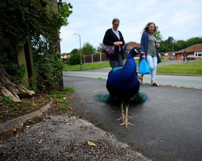 ‘They could poo for England’: the mystery of the peacocks plaguing a village