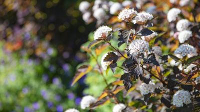 How to grow ninebark – a native shrub with spectacular year-round interest, and that wildlife love