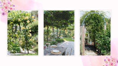 The best plants for a pergola: 5 thriving climbers chosen by professional gardeners