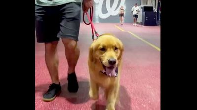 Bruce the Bat Dog Looked So Happy Ahead of His MLB Debut With Nationals