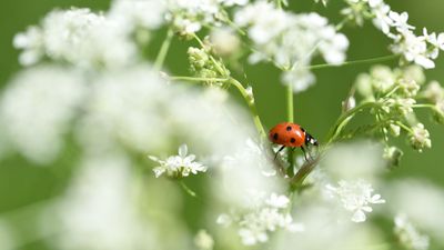 If pests are running riot in your garden, it might be time to unleash the ladybugs – and here's exactly where to buy them