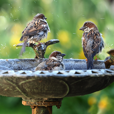 3 things you need to do if you find a bird injured in your garden, according to wildlife experts