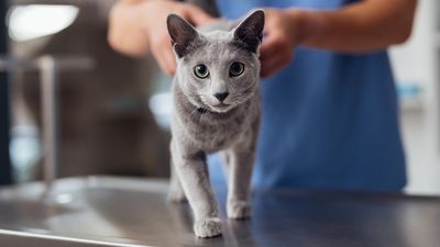 Vet reveals the 10 healthiest cat breeds