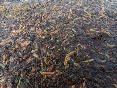 Deadly algal bloom in South Australia’s Coorong an environmental ‘eye opener’, ecologist says