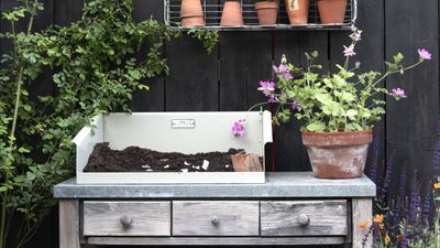 7 plants to propagate in June – these popular shrubs, perennials, and herbs are ideal for taking softwood cuttings this month