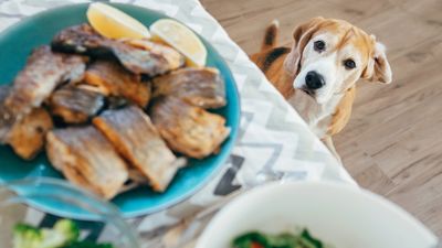 Can dogs have fish skins? Here’s what a vet wants you to know