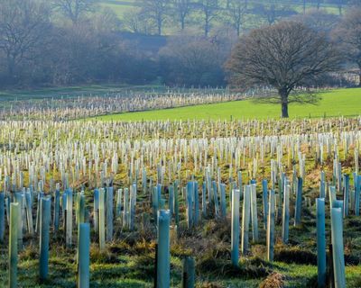 A useful enemy? Why Tories and Reform are calling net zero policy into question