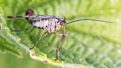 My 4 surefire tips for experimenting with macro photography