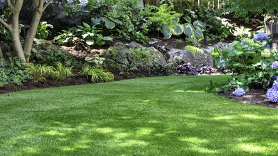 Can you still plant grass seed in June? Here's what the experts say
