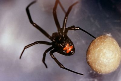 Who's the real invasive species?