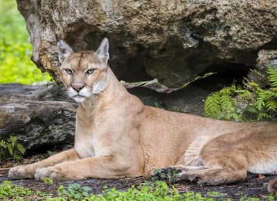 Native American tribe steps up to protect Florida lands for wildlife