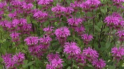 Experts say you should deadhead bee balm for blooms all summer long – here’s when and how to do it