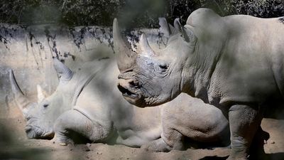 Rwanda adopts 70 South African white rhinos under rewilding initiative